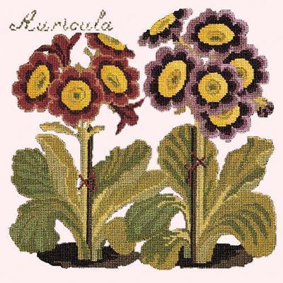 Auricula Needlepoint Kit Kits Elizabeth Bradley Design 
