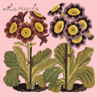 Auricula Needlepoint Kit Kits Elizabeth Bradley Design Pale Rose 
