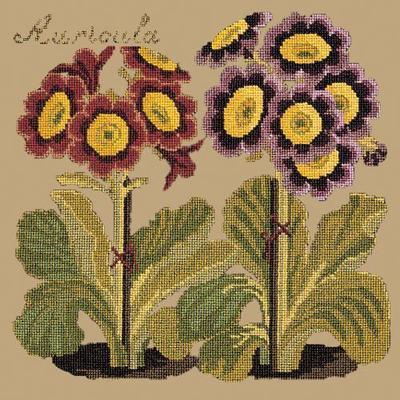 Auricula Needlepoint Kit Kits Elizabeth Bradley Design Sand 
