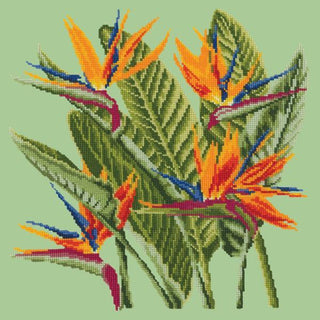 Bird of Paradise Needlepoint Kit Kits Elizabeth Bradley Design Pale Green 
