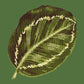 Calathea Leaf Needlepoint Kit Kits Elizabeth Bradley Design Dark Green 