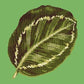 Calathea Leaf Needlepoint Kit Kits Elizabeth Bradley Design Grass Green 