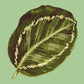 Calathea Leaf Needlepoint Kit Kits Elizabeth Bradley Design Pale Green 
