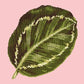 Calathea Leaf Needlepoint Kit Kits Elizabeth Bradley Design Pale Rose 