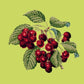 Cherries Needlepoint Kit Kits Elizabeth Bradley Design Pale Lime 