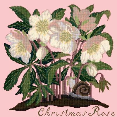 Christmas Rose Needlepoint Kit Kits Elizabeth Bradley Design Pale Rose 

