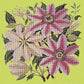 Clematis Needlepoint Kit Kits Elizabeth Bradley Design Pale Lime 