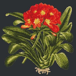 Clivia Needlepoint Kit Kits Elizabeth Bradley Design Black 
