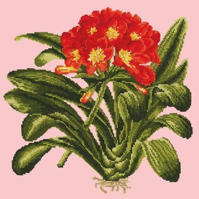 Clivia Needlepoint Kit Kits Elizabeth Bradley Design Pale Rose 
