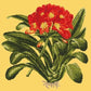 Clivia Needlepoint Kit Kits Elizabeth Bradley Design Sunflower Yellow 
