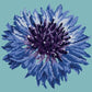 Cornflower 12" Needlepoint Kit Kits Elizabeth Bradley Design Duck Egg Blue 