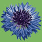 Cornflower 12" Needlepoint Kit Kits Elizabeth Bradley Design Grass Green 