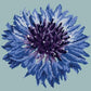 Cornflower 12" Needlepoint Kit Kits Elizabeth Bradley Design Pale Blue 