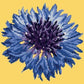 Cornflower 12" Needlepoint Kit Kits Elizabeth Bradley Design Sunflower Yellow 