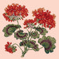 Cottage Garden Geranium Needlepoint Kit Kits Elizabeth Bradley Design Salmon Pink 
