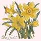 Daffodil Needlepoint Kit Kits Elizabeth Bradley Design Cream 