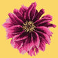 Dahlia 12" Needlepoint Kit Kits Elizabeth Bradley Design Sunflower Yellow 