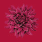 Dahlia Needlepoint Kit Kits Elizabeth Bradley Design Bright Red 