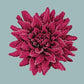 Dahlia Needlepoint Kit Kits Elizabeth Bradley Design Pale Blue 