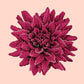 Dahlia Needlepoint Kit Kits Elizabeth Bradley Design Salmon Pink 
