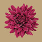 Dahlia Needlepoint Kit Kits Elizabeth Bradley Design Sand 