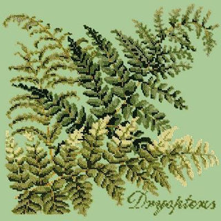 Dryopteris Needlepoint Kit Kits Elizabeth Bradley Design Pale Green 
