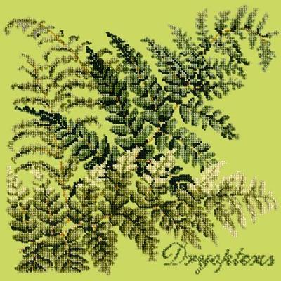 Dryopteris Needlepoint Kit Kits Elizabeth Bradley Design Pale Lime 
