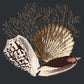 Fan Coral Needlepoint Kit Kits Elizabeth Bradley Design Black 