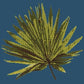 Fan Palm Leaf Needlepoint Kit Kits Elizabeth Bradley Design Dark Blue 