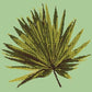 Fan Palm Leaf Needlepoint Kit Kits Elizabeth Bradley Design Pale Green 