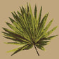 Fan Palm Leaf Needlepoint Kit Kits Elizabeth Bradley Design Sand 