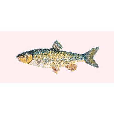 Freshwater Chub Needlepoint Kit Kits Elizabeth Bradley Design Cream 