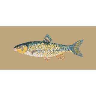 Freshwater Chub Needlepoint Kit Kits Elizabeth Bradley Design Sand 
