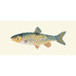 Freshwater Chub Needlepoint Kit Kits Elizabeth Bradley Design Winter White 