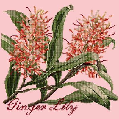 Ginger Lily Needlepoint Kit Kits Elizabeth Bradley Design Pale Rose 
