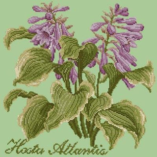 Hosta Atlantis Needlepoint Kit Kits Elizabeth Bradley Design Pale Green 
