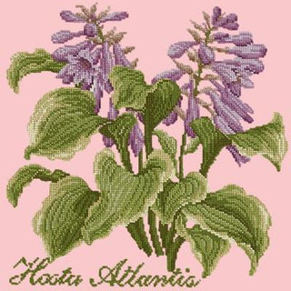 Hosta Atlantis Needlepoint Kit Kits Elizabeth Bradley Design Pale Rose 
