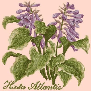 Hosta Atlantis Needlepoint Kit Kits Elizabeth Bradley Design Salmon Pink 
