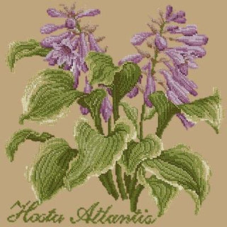 Hosta Atlantis Needlepoint Kit Kits Elizabeth Bradley Design Sand 
