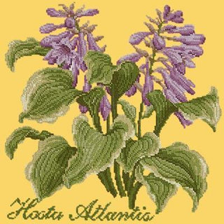 Hosta Atlantis Needlepoint Kit Kits Elizabeth Bradley Design Sunflower Yellow 
