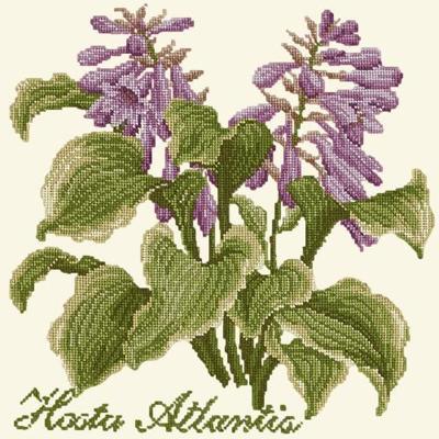 Hosta Atlantis Needlepoint Kit Kits Elizabeth Bradley Design Winter White 
