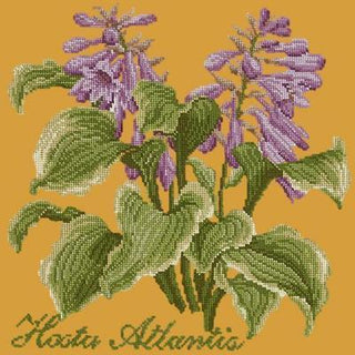 Hosta Atlantis Needlepoint Kit Kits Elizabeth Bradley Design Yellow 

