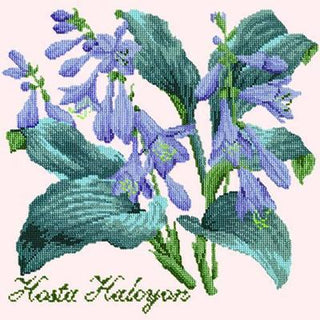 Hosta Halcyon Needlepoint Kit Kits Elizabeth Bradley Design Cream 
