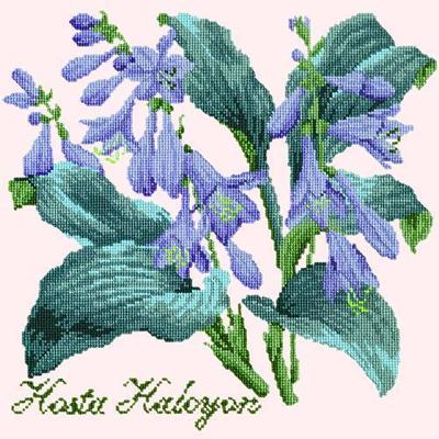 Hosta Halcyon Needlepoint Kit Kits Elizabeth Bradley Design Cream 
