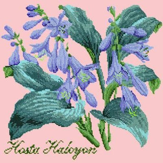 Hosta Halcyon Needlepoint Kit Kits Elizabeth Bradley Design Pale Rose 
