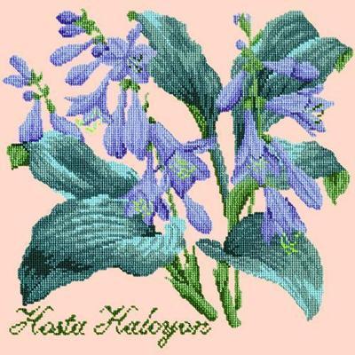 Hosta Halcyon Needlepoint Kit Kits Elizabeth Bradley Design Salmon Pink 
