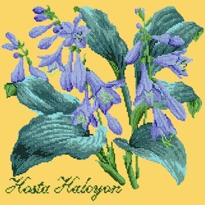 Hosta Halcyon Needlepoint Kit Kits Elizabeth Bradley Design Sunflower Yellow 
