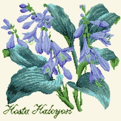 Hosta Halcyon Needlepoint Kit Kits Elizabeth Bradley Design Winter White 
