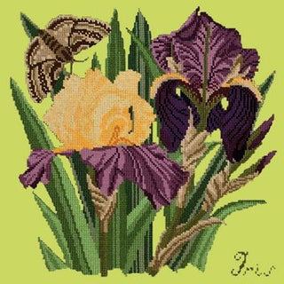 Iris Needlepoint Kit Kits Elizabeth Bradley Design Pale Lime 
