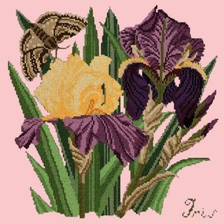 Iris Needlepoint Kit Kits Elizabeth Bradley Design Pale Rose 
